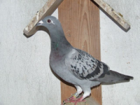 Clique aqui para aumentar