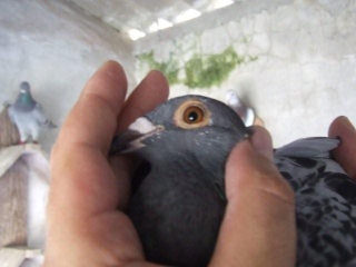 Clique aqui para aumentar